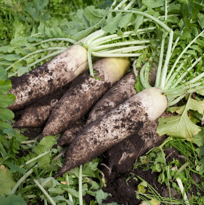 VINTI White Radish Seed(2000 per packet)