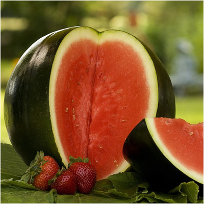 CYBEXIS HUA-99 - Sugar Baby Watermelon (Citrullus lanatus) - (1350 Seeds) Seed(1350 per packet)