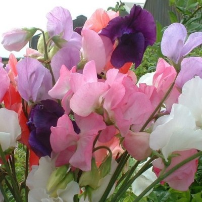 Aywal Flower Seeds - Sweet Pea (Giant Wave Mixed) Seed(40 per packet)