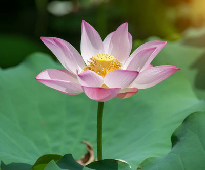 chengara lotus,kamal gatta Seed(14 per packet)
