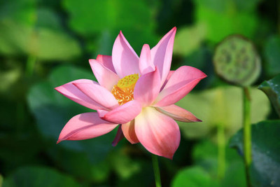 Ilyas lotus,kamal gatta Seed(10 per packet)