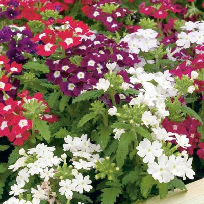 KANAYA Verbena Hybrid Cvariety Flower Seeds Seed(12 per packet)