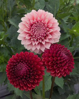 ibains Daliya flower seeds Seed(74 per packet)