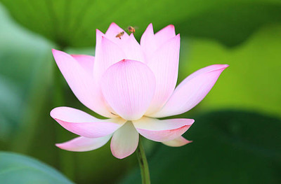 Ghas lotus,kamal gatta Seed(10 per packet)