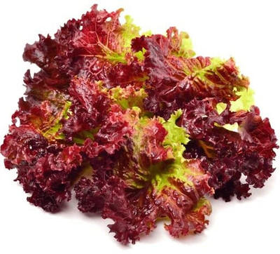 Aywal Round Lettuce Iceberg Vegetable Seed(300 per packet)
