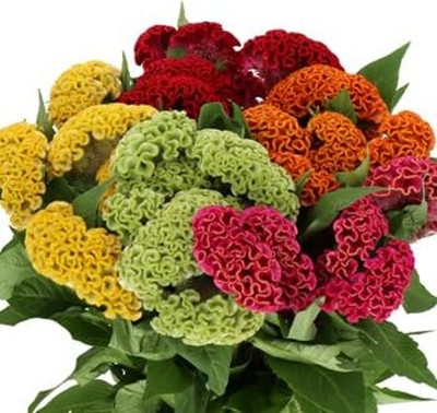 Lorvox Cockscomb Hybrid Flower Seed(40 per packet)