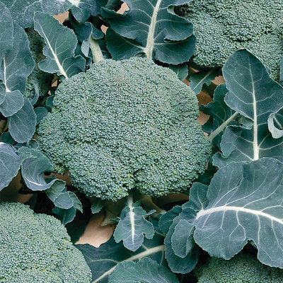 CYBEXIS ‘Belstar’ Broccoli2000 Seeds Seed(2000 per packet)