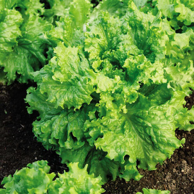 CYBEXIS GBPUT-10 - Waldmann's Lettuce Green - (450 Seeds) Seed(450 per packet)