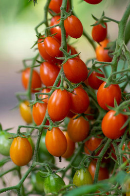 agrilabh tomato Seed(140 per packet)