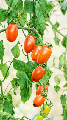 Urancia tomato Seed(25 per packet)