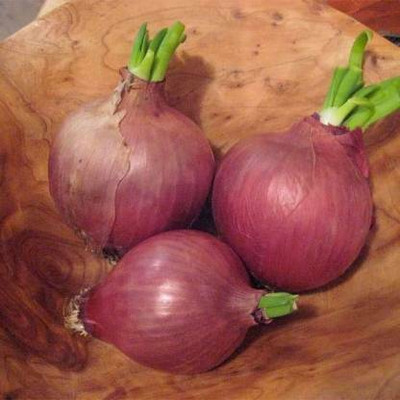 Aro Onion Red, Onion Seed(110 per packet)
