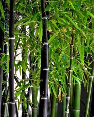 Floral Treasure Rare Hybrid Black Bamboo Tree Seed(40 per packet)