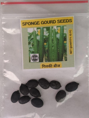 KNESSiN Farms Sponge Gourd Seeds Luffa Seeds Seed(500 per packet)