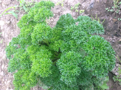 SOWCAN Parsley Curly (Petroselinum crispum) Seed(100 per packet)