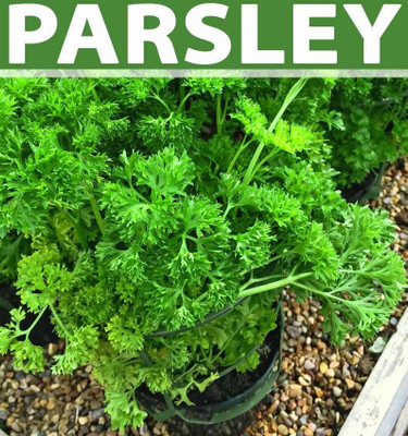 Quentova PARSLEY CURLED-NTL-5C Seed(150 per packet)