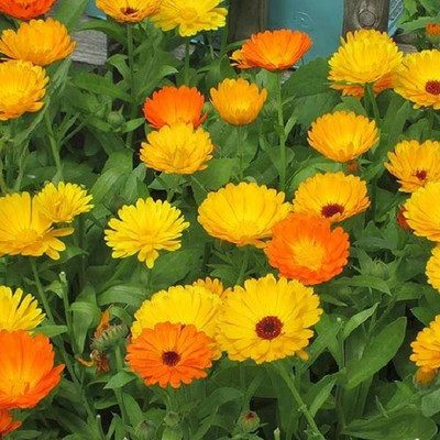 CYBEXIS Gitana Fiesta mix-50 Seeds Seed(50 per packet)