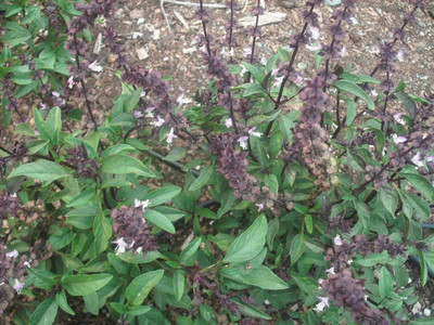 Qualtivate VXI-71 Non-GMO Thai Basil Seeds Seed(1000 per packet)