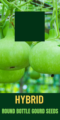 Qualtivate PUA-3A Round bottle gourd Hybrid Seeds Seed(50 per packet)