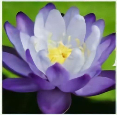 CYBEXIS GUA-83 - Nelumbo nucifera Sacred Lotus - (30 Seeds) Seed(30 per packet)