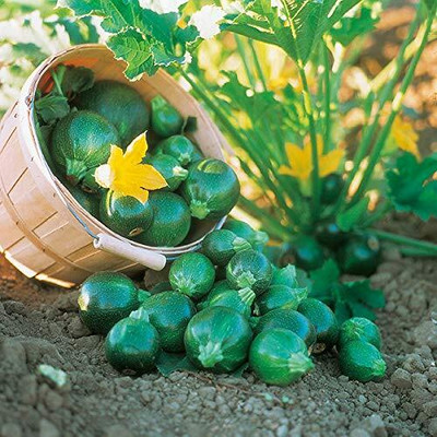 CRGO ZUCCHINI Seed(90 per packet)