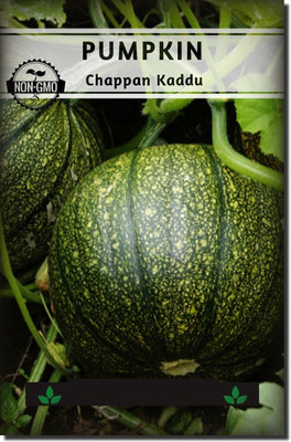 VibeX GUA-15 - Pumpkin (Chappan Kaddu) - (100 Seeds) Seed(100 per packet)