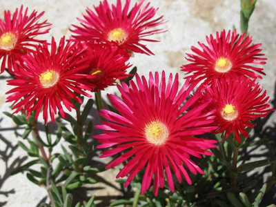 KANAYA Ice Mix Colors Flower Seed(20 per packet)