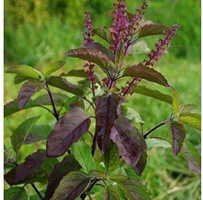 Aywal Tulsi Seed(20 per packet)