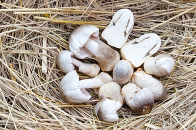 grenfel First First Generation 410Gm Paddy Straw Mushroom Spawn Seed(410 g)