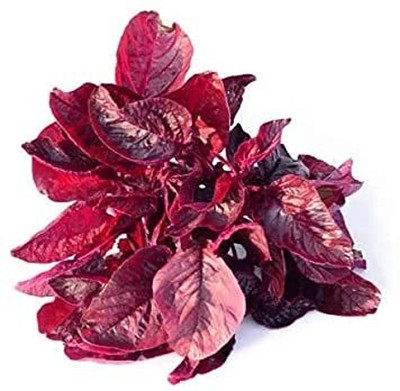 Aywal Farmer Hybrid Spinach Red(Amaranthus) Lal Saag Cheera Seed(20 per packet)