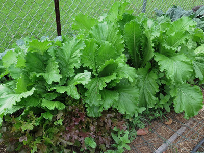 CYBEXIS VVI-4 - Giant Curled Mustard(Brassica juncea) - (750 Seeds) Seed(750 per packet)
