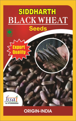SBGARDEN BLACK WHEAT SEEDS 500 G 0.5 KG Seed(105 per packet)
