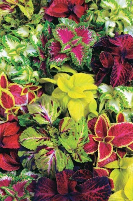 MYAT Coleus Rainbow Mix Seeds Seed(80 per packet)