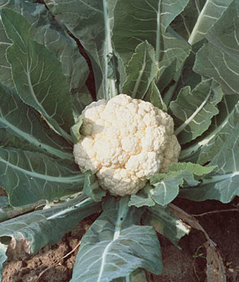 CYBEXIS Self-Blanching Snowball Cauliflower Variety2000 Seeds Seed(2000 per packet)