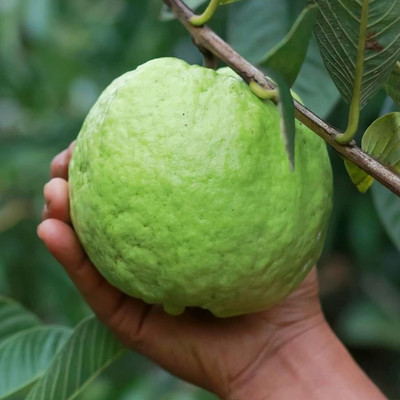 PSAgroinput Guava, Amrood, Amrud, Psidium, Guajava Seed(10 per packet)
