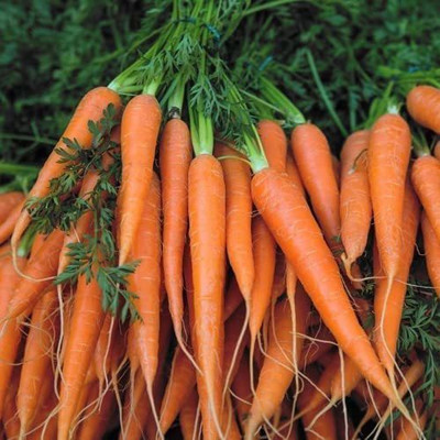 VibeX ® LXI-340 Danvers 126 Carrot Seeds Seed(500 per packet)