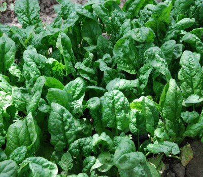 VibeX PAU-96 - Spinach - Giant Noble - (250 Seeds) Seed(250 per packet)