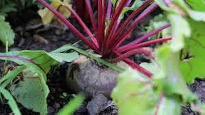 BJUBAS beetroot seeds for sprouting pack of 56 Seed(56 per packet)