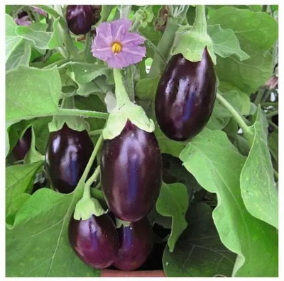Aro Brinjal CVK, Brinjal Purple round, Eggplant Seed(120 per packet)