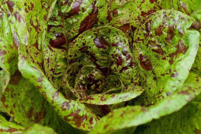 CYBEXIS Hybrid Lettuce Freckles Seeds2000 Seeds Seed(2000 per packet)