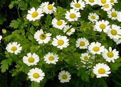 CYBEXIS PAU-62 - Chrysanthemum Parthenium - (30 Seeds) Seed(30 per packet)