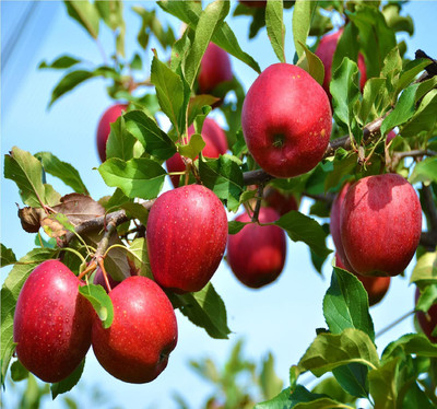 CRGO APPLE , SEV Seed(20 per packet)
