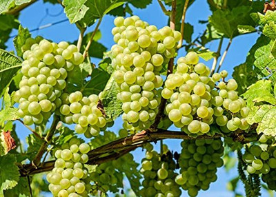 Aywal Green Grabes Seed(5 per packet)