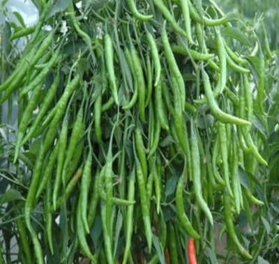 HYBRID 10g chilli seeds highest yield variety long time harvesting very shiny fruits Seed(10 g)
