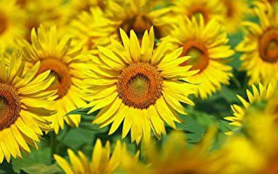 Aro Sunflower Seed(20 per packet)