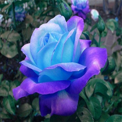 VibeX ® XXL-449 Rare Blue Pink Roses Plant Seeds Seed(50 per packet)