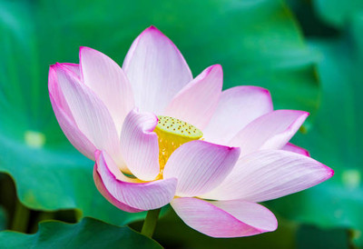 KANISHQ lotus,kamal gatta Seed(15 per packet)