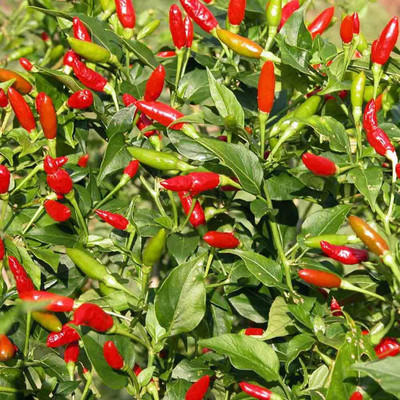KNESSiN Chilli Pepper[400 Seeds] Seed(400 per packet)