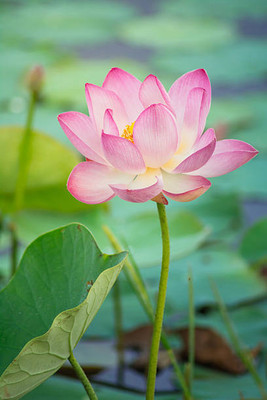 CALIBER lotus,kamal gatta Seed(11 per packet)