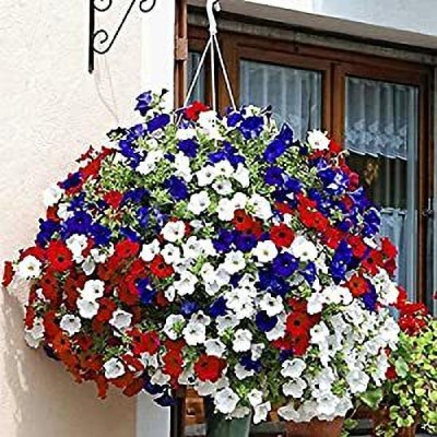 Aywal Petunia Hybrid Mix Flower Seed(90 per packet)