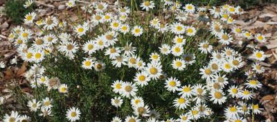Mozette Exotic daisy white Seed(19 per packet)